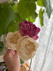 「ソラフラワーから作ったカップローズ🌹」