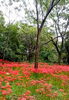 「ワイルドネイチャープラザの彼岸花が今まさに“見ごろ”です！秋の絶景散歩へ出かけよう🍁」