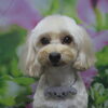 ミックス犬のむぎくん♪トリミングですっきり愛らしい姿に