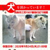 【西条市三芳1507番地付近】迷い犬を保護しています！（※せとうちバス／三芳南条停留所近辺）