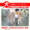 【西条市三芳1507番地付近】迷い犬を保護しています！（※せとうちバス／三芳南条停留所近辺）