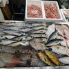 📣本日のお魚情報🐟