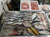 2026年9月28日店内「📣本日のお魚情報🐟」