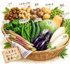 9/29　明日のラインナップ　すべて八王子産です。「明日、9/29　火曜日　野菜情報。９月は台風と長雨で八王子農家さんも苦戦しています。なかなか八王子産野菜がそろいませんが明日はなんとかそろいます。802SKYSHOP　八王子産野菜　八王子おみやげ　野菜はこの他にも入荷予定。」