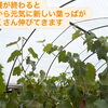 収穫後のぶどう畑から｜来年への期待を込めて枝や葉のお手入れを進めています