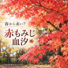 春から赤い？「赤もみじ 血汐」の豆知識🍁【観音寺市＊食品卸業＊業務用食品】