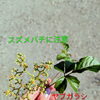 庭のヤブガラシにスズメバチが飛来？見かけたら気をつけたい身近な草花への注意喚起