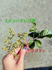 「庭のヤブガラシにスズメバチが飛来？見かけたら気をつけたい身近な草花への注意喚起」
