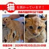 【西条市福武甲付近】迷い猫を保護しています！