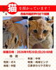 「【西条市福武甲付近】迷い猫を保護しています！」
