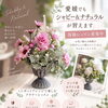 体験レッスン募集中🕊️