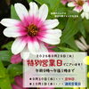 🌼本日、営業日【信州・下諏訪町の老舗川魚専門店】