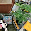 【10/17(土)開催】大人気イベント「八王子ジャングル」🌵🌱出店ご紹介第一弾🍃ヴァンベールとは！