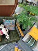 室内の植物選び🌱空間に合わせ🍃イメージ・サイズ・鉢のデザイン・お手入れなどなど！お好みご相談ください「【10/17(土)開催】大人気イベント「八王子ジャングル」🌵🌱出店ご紹介第一弾🍃ヴァンベールとは！」