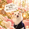 自分を愛するって、どういうことだと思いますか？🌿(和歌山ソウルヒーリングスクール)
