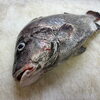 瀬戸内海の恵み♪おすすめメニューに「セトダイ（タモリ）」が登場です！