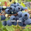 風味（フレーバー）が良くて美味しい期待のブルーベリー3品種のご紹介/ 犬山市 観光農園 ブルーベリーポケット