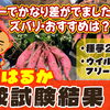 「紅はるか」植え比べて判明! フリー苗(３系統)vsタネ芋(２系統)を用いて徹底検証しました。　たねのハシモトミヤ