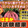 「紅はるか」植え比べて判明! フリー苗(３系統)vsタネ芋(２系統)を用いて徹底検証しました。　たねのハシモトミヤ