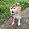 ドッグホテル