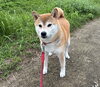 お泊まりの　はるちゃん「ドッグホテル」