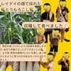 『レイデイ』収穫の秋🍂🌽
