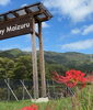 「秋のBlueberry valley Maizuruへ🌿」