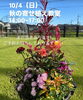 「10/4（日）の34Garden Flower school まだ空きがあります🍁」