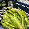 栄養満点「マコモダケ」