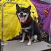 毛【どっぐさろんあきゅ　小型犬専門　トリミング　ペットサロン　京都市南区上鳥羽】