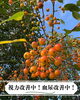 「5日間で血尿改善！【福島／漢方薬局】」