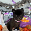 🎃10月のトリミングご予約受付中♡ハロウィン背景でパシャリ🎃📸✨
