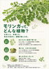 「【豆知識】モリンガをもっと身近に。aru workで楽しむ、新しいひととき」