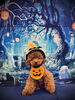 茶太郎くん　おばけかぼちゃ🎃「ハロウィンフォトコンテスト🎃　byましゅまろ幼稚園」