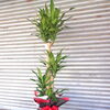 胡蝶蘭・観葉植物のお届け