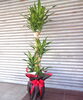 幸福の木「胡蝶蘭・観葉植物のお届け」