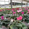 八王子　石川農園　高月町　ガーデンシクラメン　今年もはじまりました。石川農園さんのシクラメンもはやブランド。栽培歴40年がなせる綺麗なシクラメン