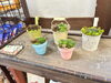 多肉植物の寄せ植え販売「山形「ぴあんた~pianta~」様より可愛い多肉植物が仲間入り！雪国育ちの寄せ植えを出入口スペースにて販売中です」
