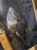 神経〆カワハギ「神経〆カワハギ」