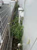 「【川越市】リピーター様より草取り＆防草シートメンテナンスのご依頼！室外機まわりやお家のお困りごともすっきり解決します🌱✨」