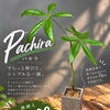 徳島で観葉植物をお探しの方へ｜テーブルサイズの鉢植えパキラが1000円