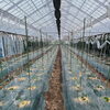 草津市/うっちゃんファーム　キュウリ植え付け