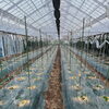 草津市/うっちゃんファーム　キュウリ植え付け