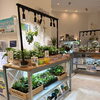 「観葉植物は欲しい。でも虫が苦手…」そんな方に選ばれているハイドロカルチャー【JR尼崎】