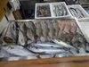 2026年10月4日 店内「📣本日のお魚情報🐟」