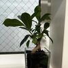 幸せを呼ぶ木