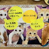 子猫の里親さん募集について
