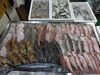 2026年10月5日 店内「📣本日のお魚情報🐟」