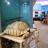 カメの甲羅はどうなってる？かすみがうら市水族館でカメに触れてみよう
