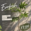 エバーフレッシュ 7号鉢入荷｜高さ約95cmの存在感ある観葉植物
